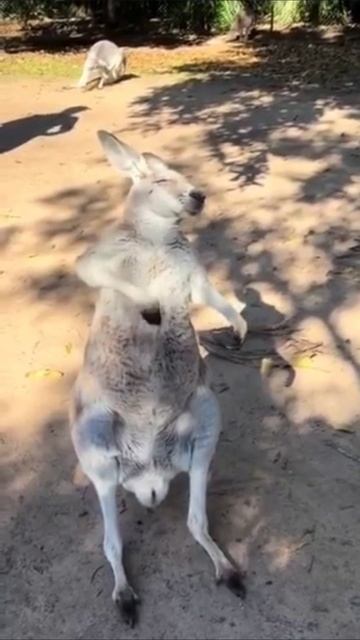 Кенгуру смотреть онлайн