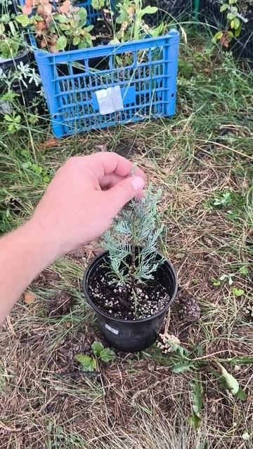 Саженец Скай Роккет подрос🌲 смотреть онлайн