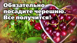 Как вырастить черешню на Урале. Все очень просто