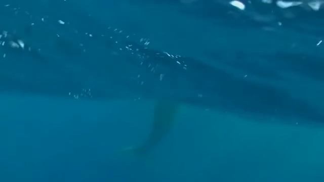 Electric Light Orchestra - The Whale (With Whale Footage)