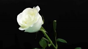 Евгений Дога. Вальс цветов