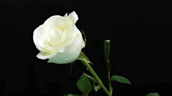 Евгений Дога. Вальс цветов