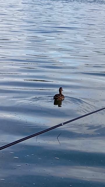 утка смотреть онлайн