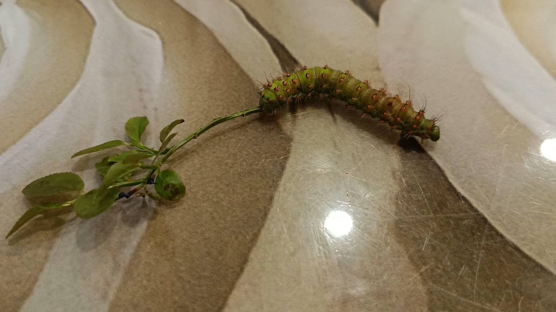 НЕ ЛЮБИ МЕНЯ