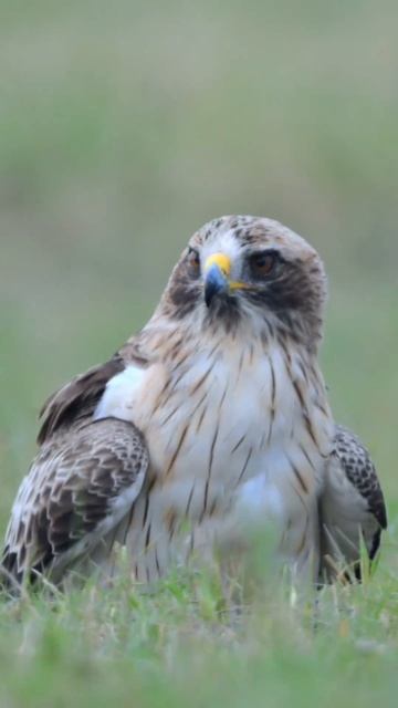 Video_2024-10-19_05-12-50