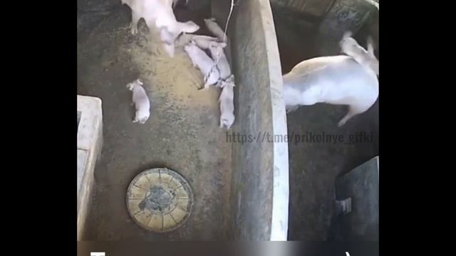 Такие вот мамульки)