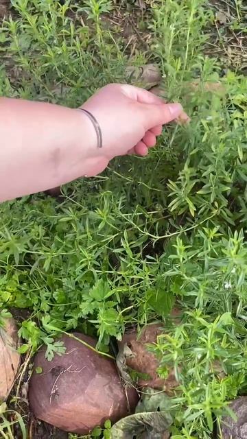 Как приготовить лисички грибы? Паста  лисичками рецепт приготовления грибов.