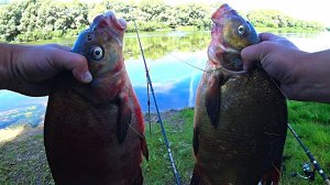 КРУПНЫЙ ЛЕЩ на ПЕНОПЛАСТ! Рыбалка на донки (фидер)! Ловля леща в июле!