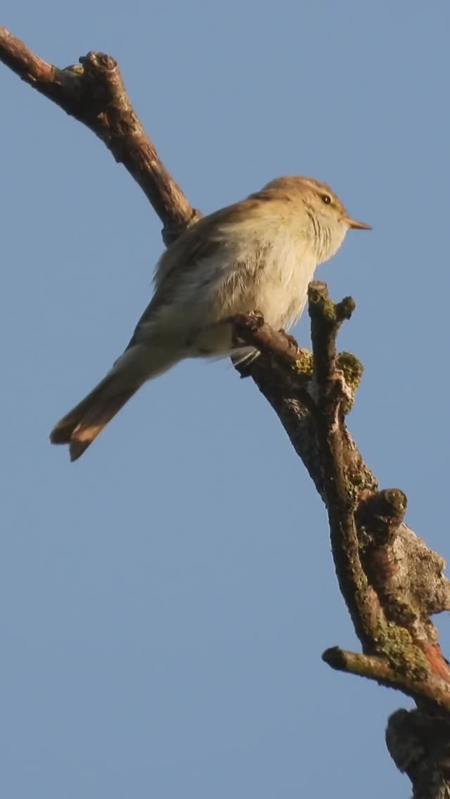 Птицы России, голоса птиц, Пеночка-Теньковка поет смотреть онлайн