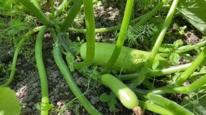 Кабачок ДАША F1 (Калифорния) радует меня . Кустовой гибрид кабачка от Rijder Seeds