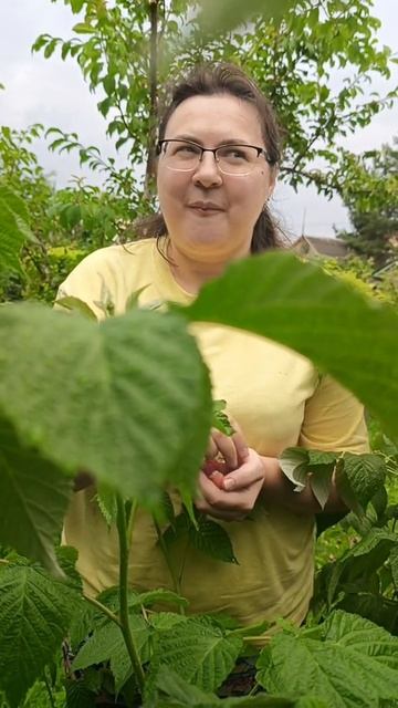 😅😅😅
#юмор #прикол #дача #огород #малина