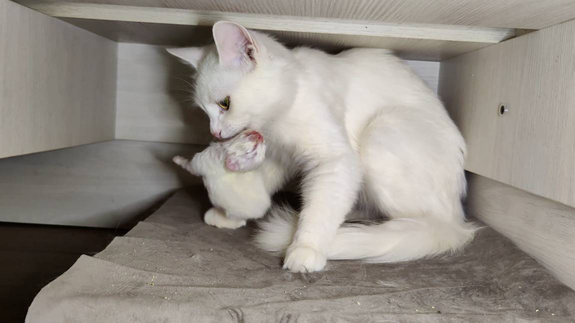 Новорожденный котёнок. Пятнадцать дней. Глаза котёнка открылись. смотреть онлайн