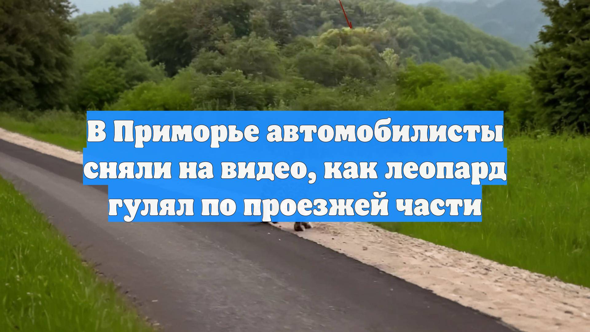 В Приморье автомобилисты сняли на видео, как леопард гулял по проезжей части смотреть онлайн