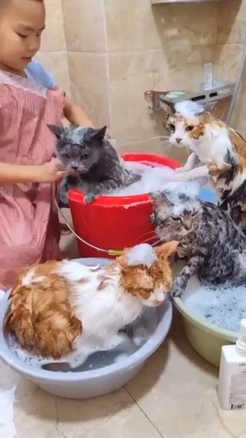 Банный день для всех. смотреть онлайн