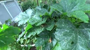 Жизнь в СНТ. Удаляю кабачки.