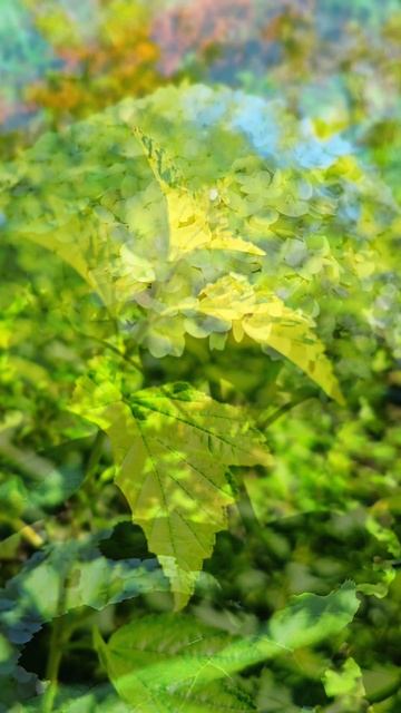 хочешь видеть красоту?.mp4