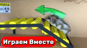 СТРАШНЫЙ ЛАБИРИНТ С ЛОВУШКАМИ И МОНСТАРМИ ДЛЯ СМЕЛОГО ХОМЯКА 🐹 ВИДЕО ДЛЯ ДЕТЕЙ