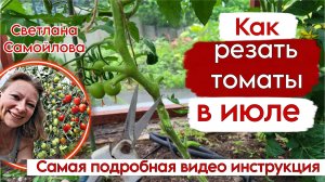 КАК ОБРЕЗАТЬ ТОМАТЫ БЕЗ ОШИБОК