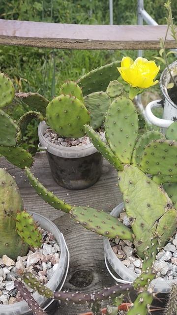 ОксанаМойАквариумНовоалтайск