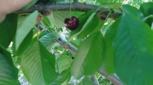 черешня Регина