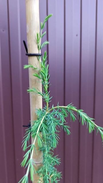 Можжевельник обыкновенный Хорстманн ( Juniperus communis Horstmann ). смотреть онлайн