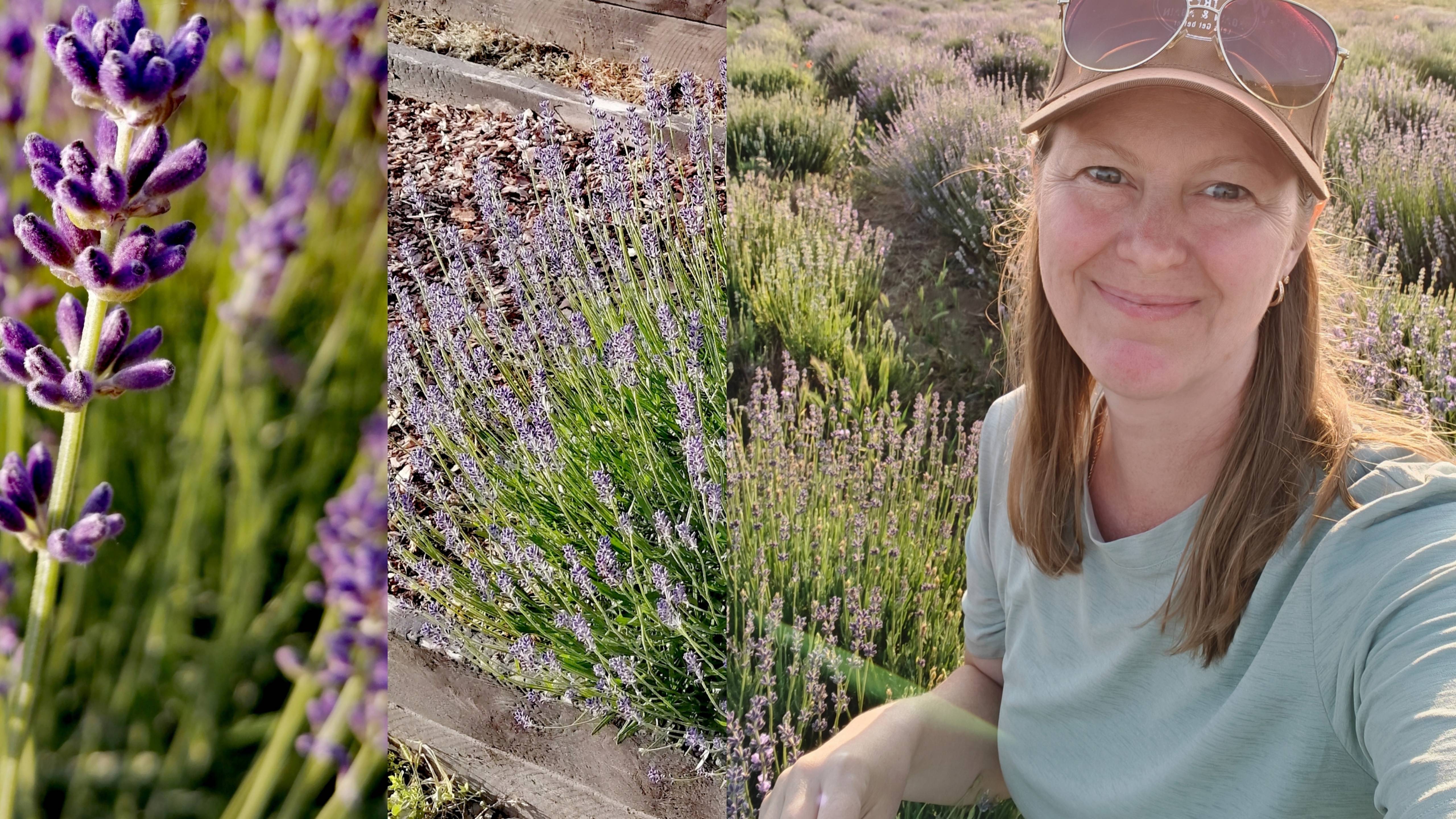 Прованс в вашем доме: учимся составлять букет из лаванды смотреть онлайн