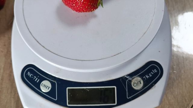 Размер ягод у клубники НСД Делиссимо