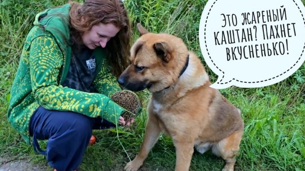 Пёс Кубик хочет съесть вкусного ёжика. Кошка Морошка уводит треугольного кота. Кормим геккона и жабу