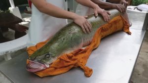 Тайская еда - рыба арапайма 24000 руб.