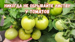 Как правильно удалять ЛИСТЬЯ у ТОМАТОВ и получить урожай помидоров в 2 раза больше
