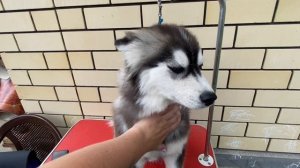 Нашей Помски пол года! 🎉🎀
Груминг, уход, впечатления.