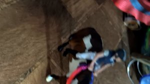 смешные видео фигурки лошадей шляйх