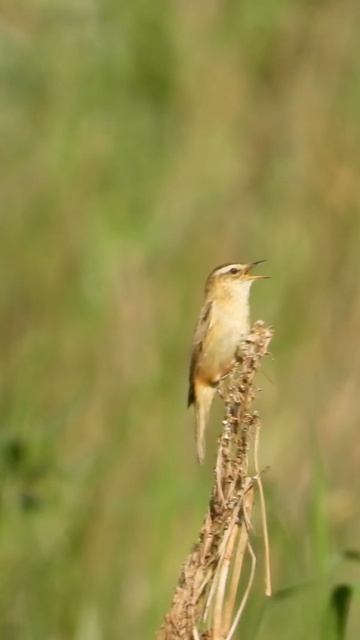 птица Камышовка Барсучок поет, Птицы России, голоса птиц смотреть онлайн