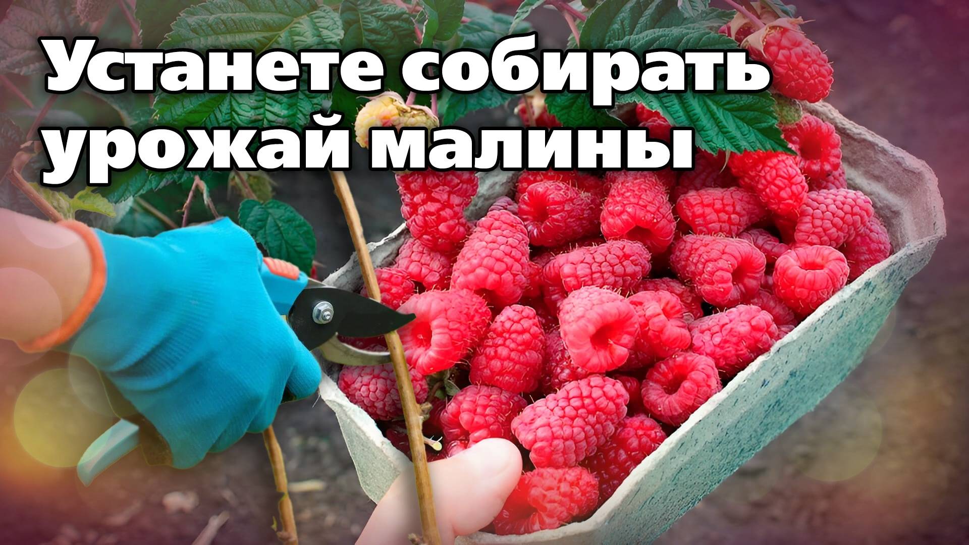 Ремонтантная малина. Советы по выращиванию смотреть онлайн