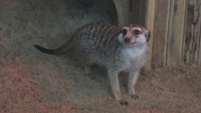 Эколого-биологический центр - это уникальное место смотреть онлайн