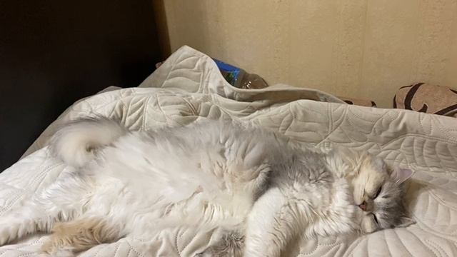 Пушистый магнит внимания: такова она!