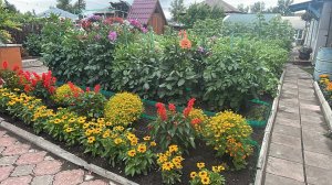 До сих пор пересаживаю цветы с места на место 🙈. Гортензия цветет. Частичный обзор цветов.