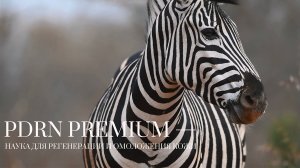 BEAUTYGEL PDRN PREMIUM