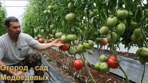 Как ускорить созревание томатов