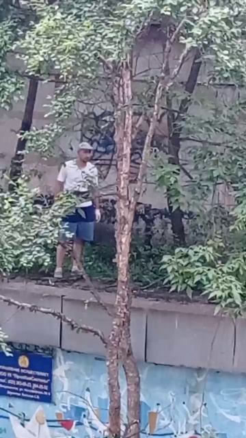 Плановая обрезка или беспредел? Как жители Сафонова не поняли городские службы смотреть онлайн