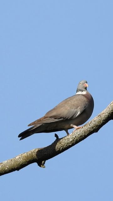 дикий голубь Вяхирь самец воркует, наблюдение птиц в Великом Новгороде, 2 июня 2024, голоса птиц смотреть онлайн
