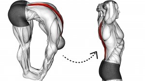 Делайте это каждый день чтобы Улучшить Осанку