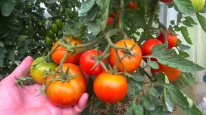 КАКИЕ СОРТА СОЗРЕЛИ ПЕРВЫМИ. Мои ТОМАТЫ в середине лета.