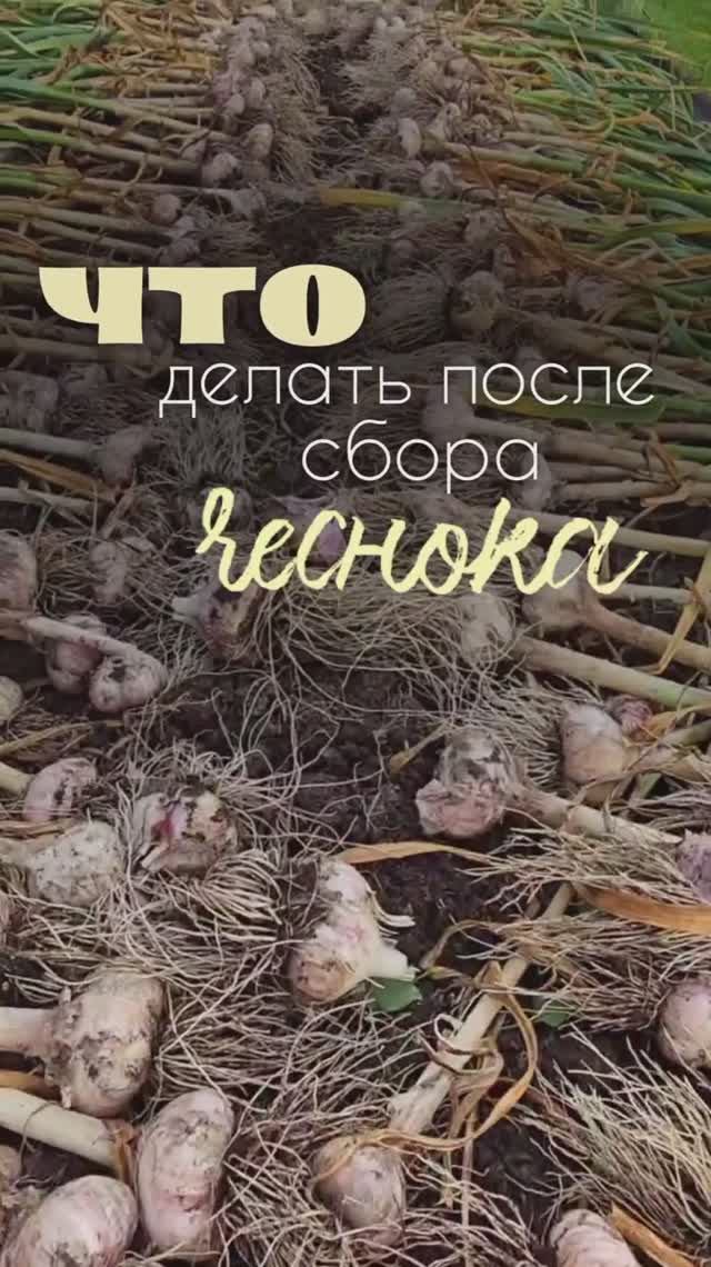 что делать после сбора чеснока смотреть онлайн