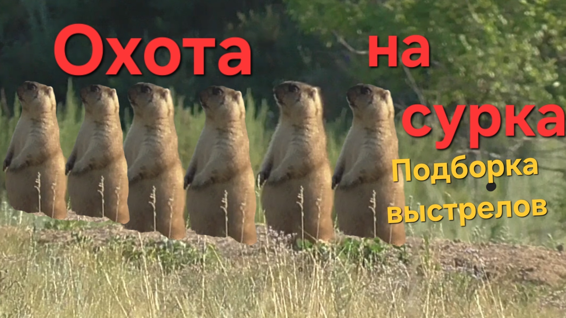 Охота на сурка.Подборка выстрелов от подписчиков смотреть онлайн