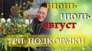 Делаю три подкормки ПЕРЦА в июле и собираю урожай ведрами