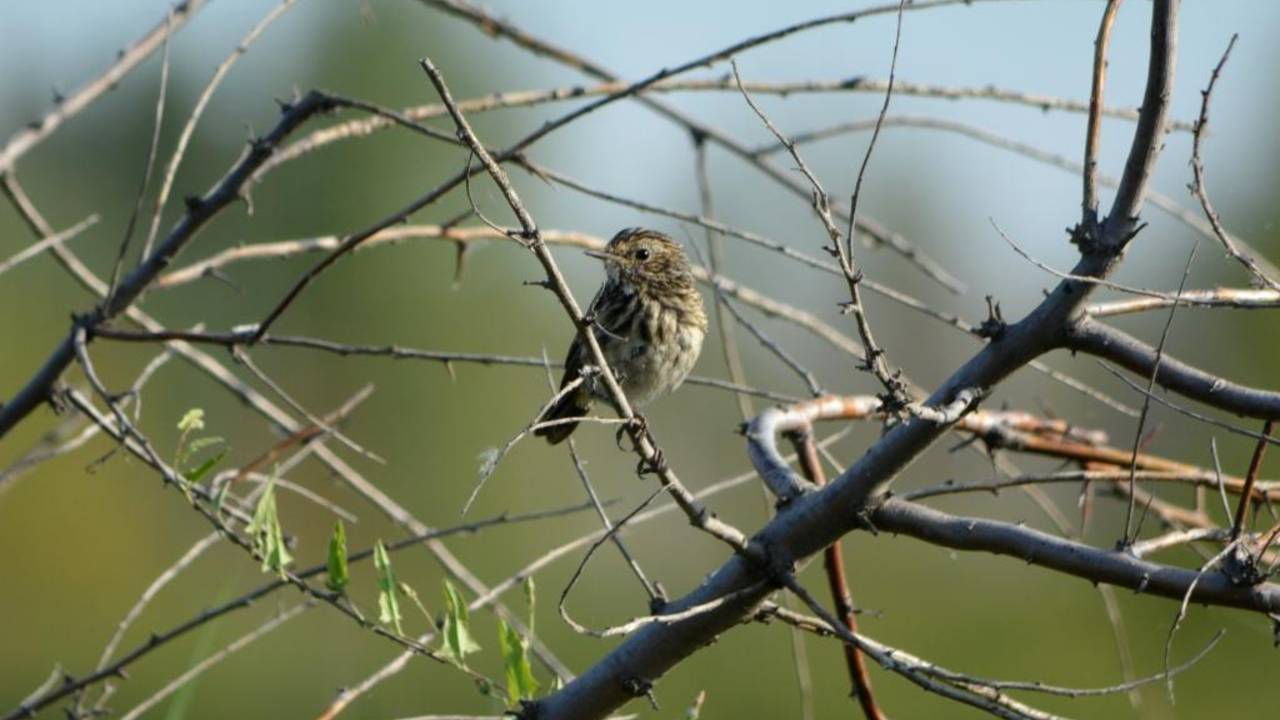Варакушки. Молодые птицы ( Luscinia Svecica )