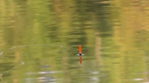 Ловля на маховую удочку