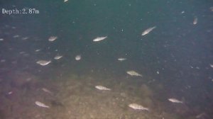 Тёщин язык и Сом_210525.mp4