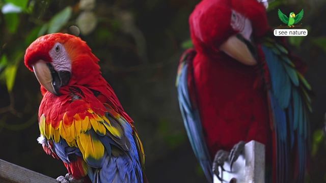 Откуда появились попугаи? смотреть онлайн